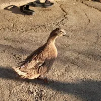 فروش دوعدد اردک یک عدد جوجه سلطان یک عدد غاز ماده|حیوانات مزرعه|یاسوج, |دیوار