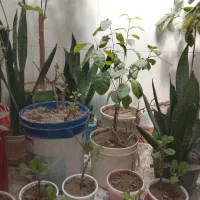 گل های زینتی شمشیری