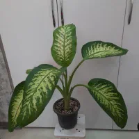 طبیعت را به خانه بباورید|گل و گیاه طبیعی|اهواز, ۳۰ متری|دیوار