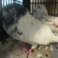 کبوتر نر ملقی ماده هم سور هست معاوزه مرغ عشق