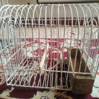 قفس سهره و قفس مرغ عشق عروس هلندی