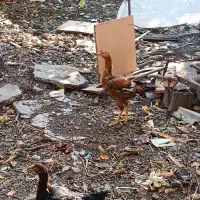 مرغ خروس لاری|حیوانات مزرعه|نگین شهر, |دیوار