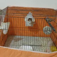 موغ عشق |پرنده|پارسآباد, |دیوار