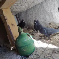کبوتر سوسک