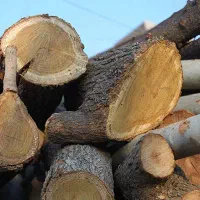 خریدار چوب میوه|خدمات باغبانی و درختکاری|تاکستان, |دیوار