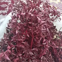 برگهای جز یلدایی|گل مصنوعی|اصفهان, گرکان|دیوار