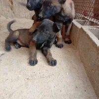 فروش توله مالینویز اصل