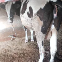 تلیسه پروار  گاو