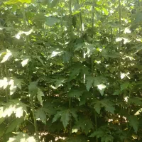 ارسال ازمیاندوآب به ایلام نهال کبوده مناسب ایلام