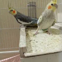 عروس هلندی|پرنده|میناب, |دیوار