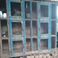 جفتکن کبوتر و قفس پرنده