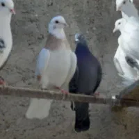 کبوتر  پرشی  و طوطی ملنگو نر وحشی