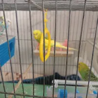 جوجه عروس هلندی 3ماهه|پرنده|تفت, |دیوار