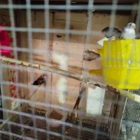 فنج دو جفت|پرنده|ارومیه, |دیوار