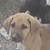 واگذاری توله سراب|سگ|دیواندره, |دیوار