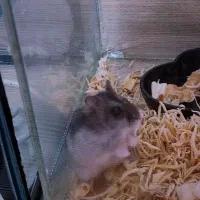 ۲ عدد همستر مینیاتوری نرو ماده|موش و خرگوش|رشت, دیانتی|دیوار