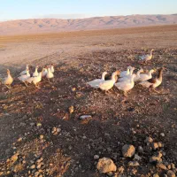 غاز****|حیوانات مزرعه|اسدآباد, |دیوار