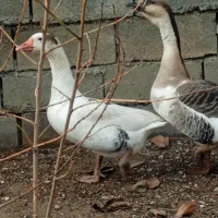 قوقاز جوان و سالم|حیوانات مزرعه|الشتر, |دیوار