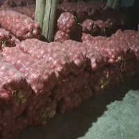 پیاز زرد طلایی