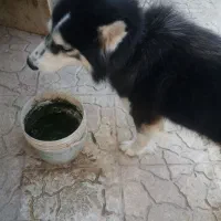 هاسکی ماده چشم یخی زیبا|سگ|مرزنآباد, |دیوار