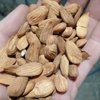 کارگاه بادام شکن وخریدوفروش بادام