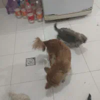 مادر و چهار توله سگ بفروش میرسد|سگ|هشتگرد, فاز ۷ مهستان|دیوار