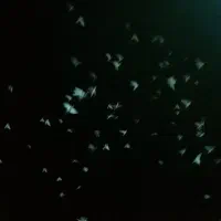 کفتر بوم همه نر تعداد 220 عدد