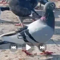 کبوتر قره سبز