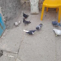 کبوتر پلاگی جف ۵۰۰|پرنده|دشتابی, |دیوار