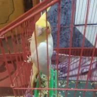 عروس هلندی لوتینو|پرنده|بندر ماهشهر, |دیوار