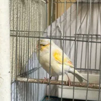 قناری نر|پرنده|تهران, جیحون|دیوار