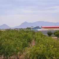 باغ-مجوز-دار-محدوده-دولت-اباد-و-خورزوق-برخوار