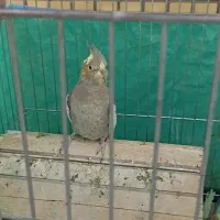 یک جفت عروس هلندی جوان نر و ماده و یک جفت مولد|پرنده|شیراز, شهرک گلستان|دیوار