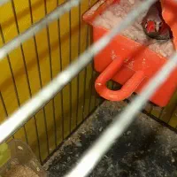 پرنده فنچ|پرنده|تربتحیدریه, اندیشه|دیوار