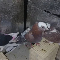 یک دونه کبوتر گرگی