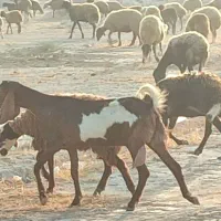 بز پاکستانی|حیوانات مزرعه|بوشهر, |دیوار