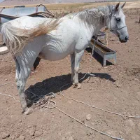 مادیان سفید خوش هیکل ۹ماه ابستن