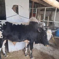 ورزا کوله هر جفت قوار دار ییلاقی از مازندران اوردم