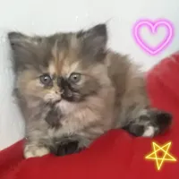 بچه گربه پرشین 2 ماهه
