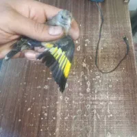 جوجه سهره نر برا منطقه لرستان|پرنده|رباطکریم, الارد|دیوار