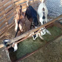 کره شمالی درجه یک کره نر ۲۱ میلیون