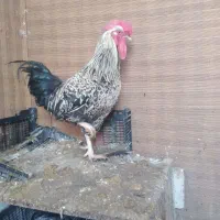 خروس ومرغ|حیوانات مزرعه|تهران, شهرک طالقانی|دیوار