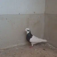 ماده کبوتر طوقی|پرنده|گنبد کاووس, |دیوار