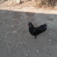 مرغ و خروس محلی