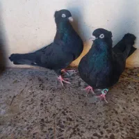 کبوتر|پرنده|بیستون, |دیوار