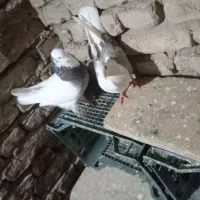 2000000|پرنده|کبودرآهنگ, |دیوار