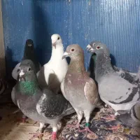 فروش  دسته ۲۰تایی پلاکی|پرنده|کاشمر, |دیوار