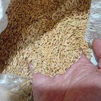 گندم|عمده‌فروشی|ملایر, |دیوار