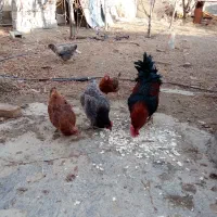 مرغ محلی|حیوانات مزرعه|دهگلان, |دیوار