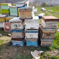 تعدادی کندوی دست دوم وتعدادی پوکه  به فروش میرسد